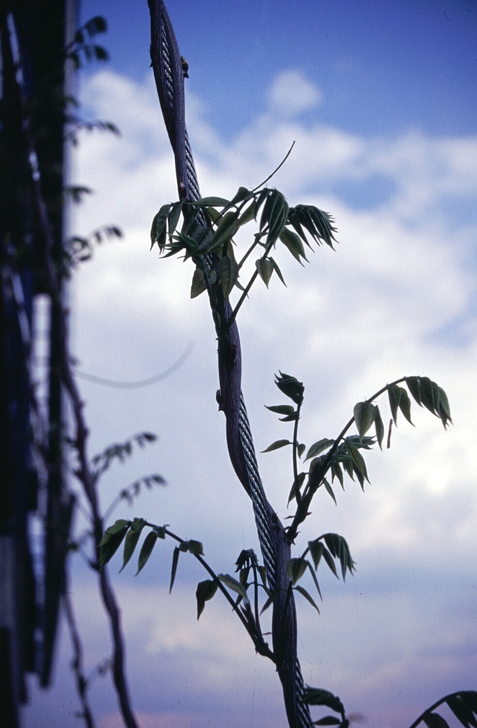 Spezial-Drahtseile für die Landwirtschaft von INOX Drahtseile